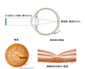 黄斑部の構造（松風たかぎ眼科）